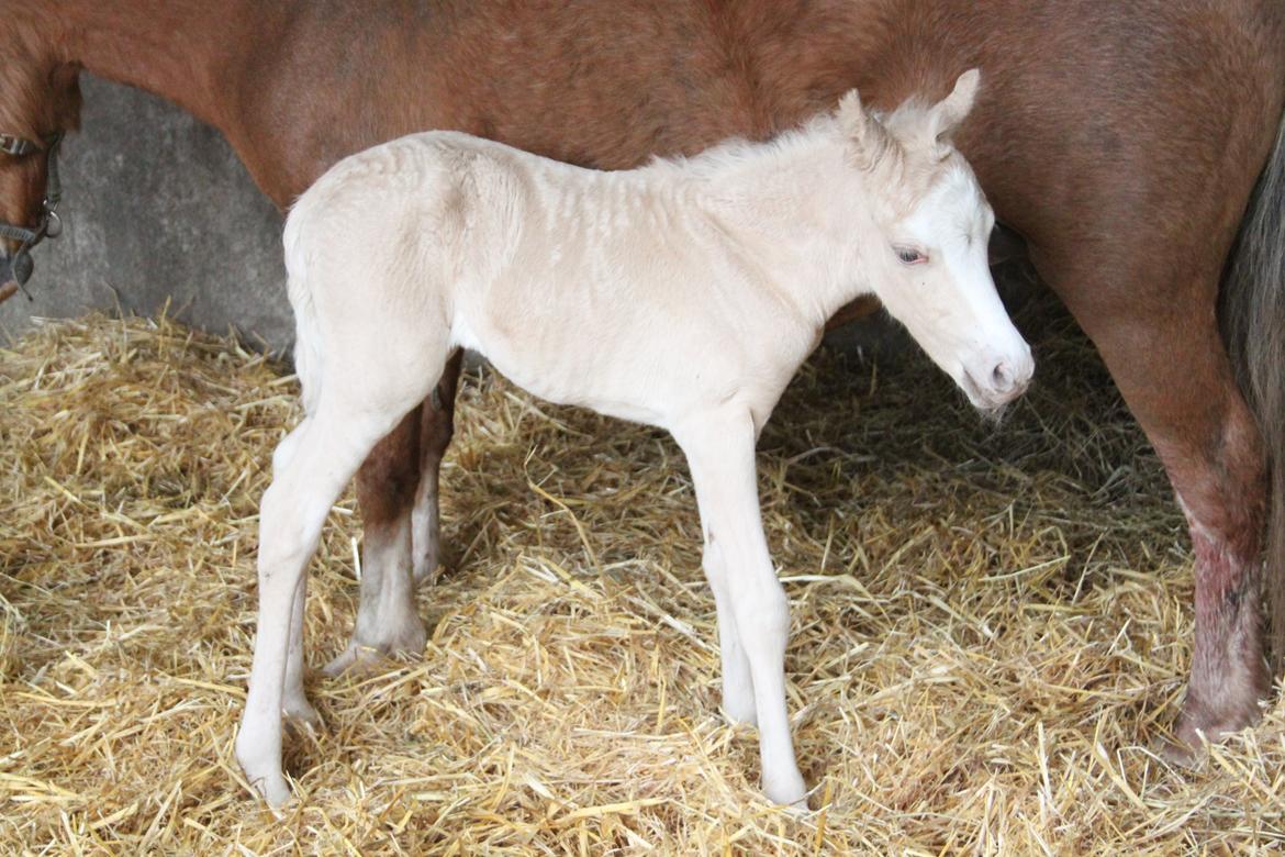 Welsh Partbred (Sec F) Agesergaards Golden Saga billede 1