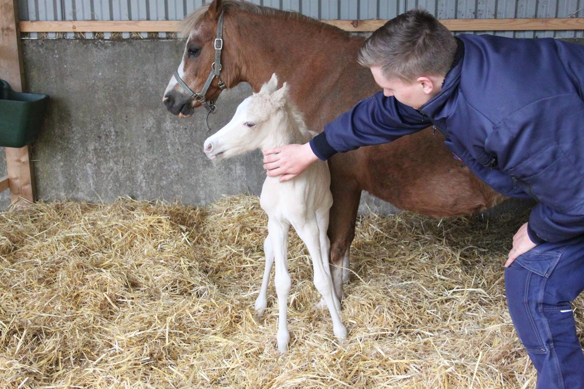 Welsh Partbred (Sec F) Agesergaards Golden Saga billede 2