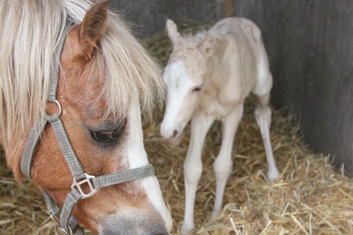 Welsh Partbred (Sec F) Agesergaards Golden Saga billede 3