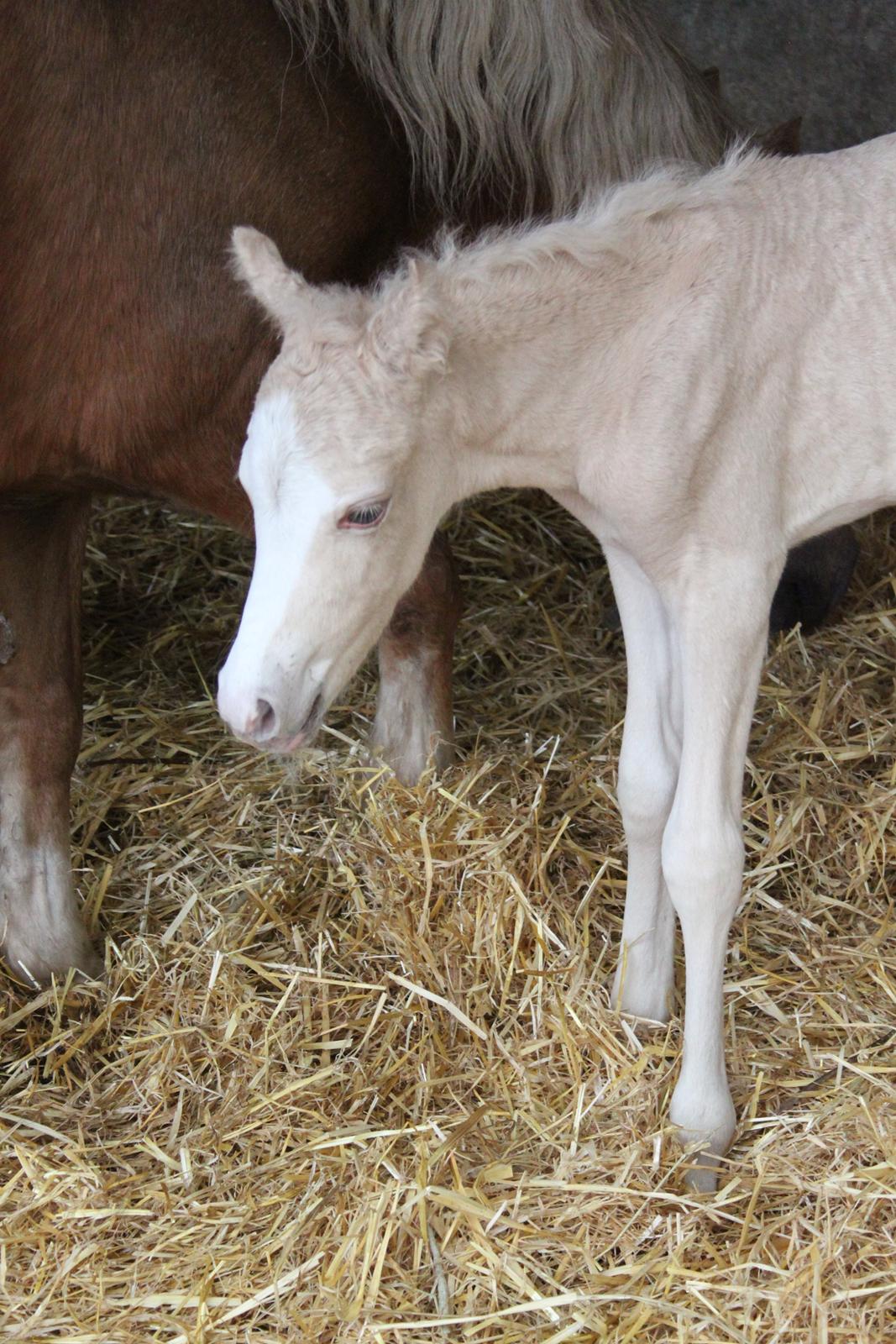 Welsh Partbred (Sec F) Agesergaards Golden Saga billede 4