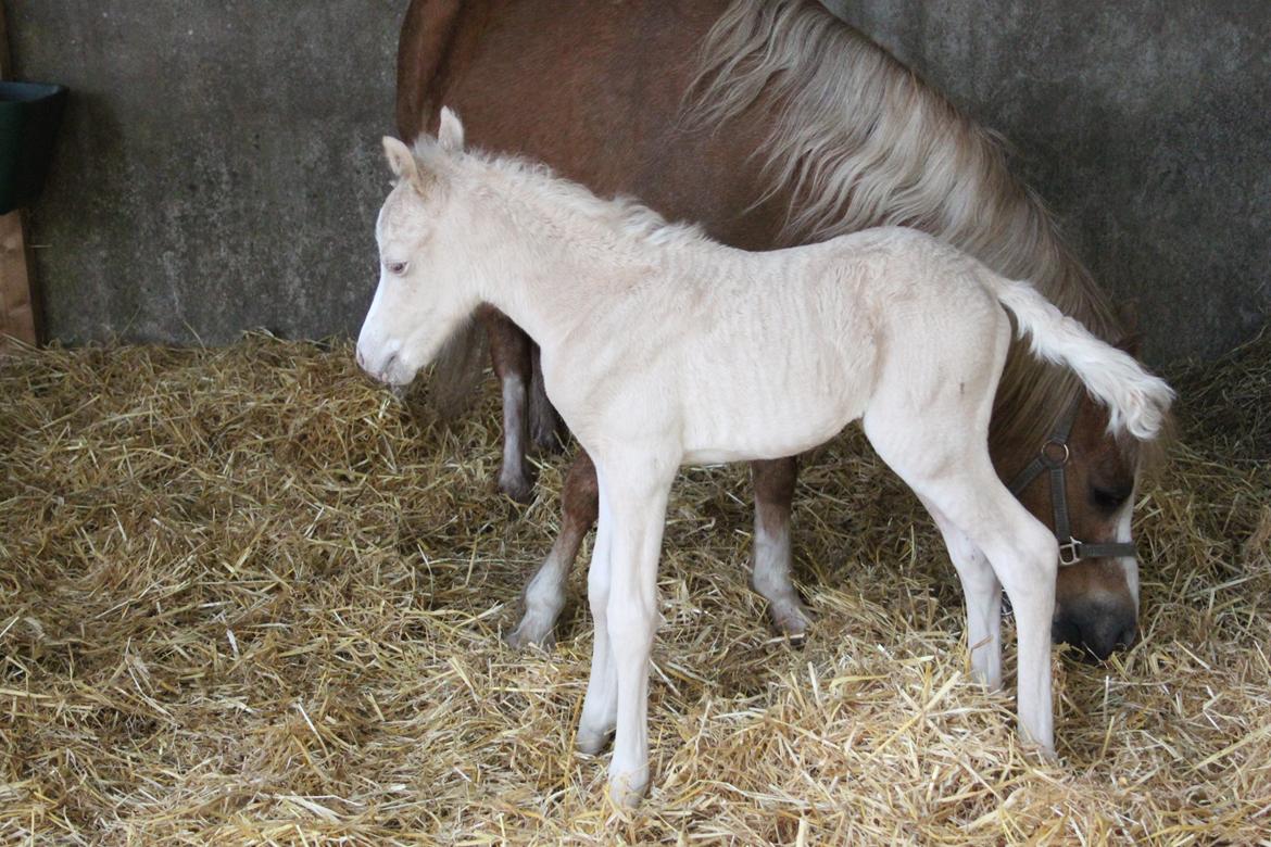 Welsh Partbred (Sec F) Agesergaards Golden Saga billede 5