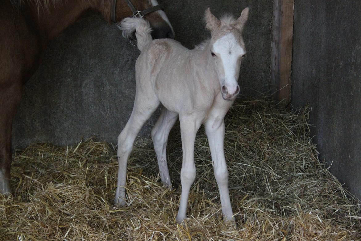 Welsh Partbred (Sec F) Agesergaards Golden Saga billede 6