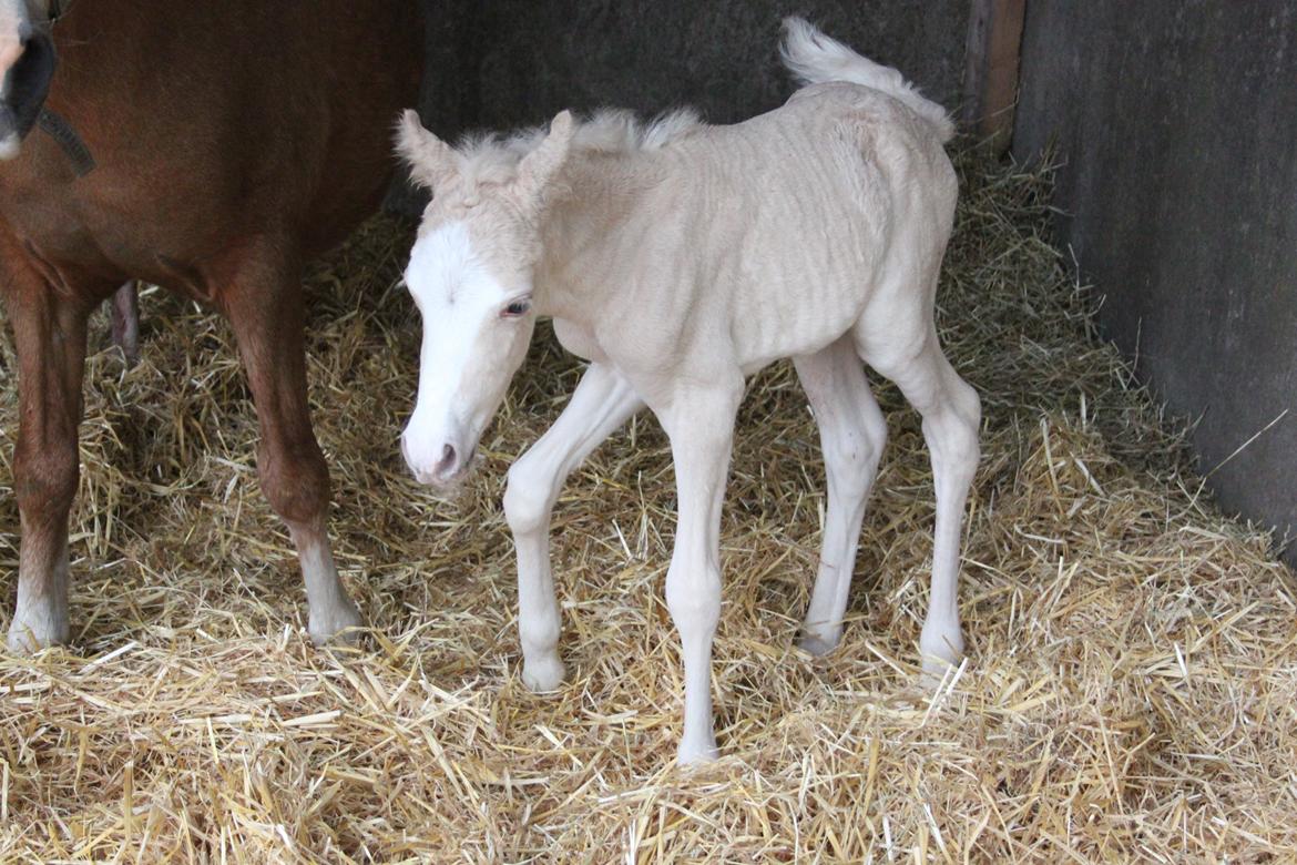 Welsh Partbred (Sec F) Agesergaards Golden Saga billede 7