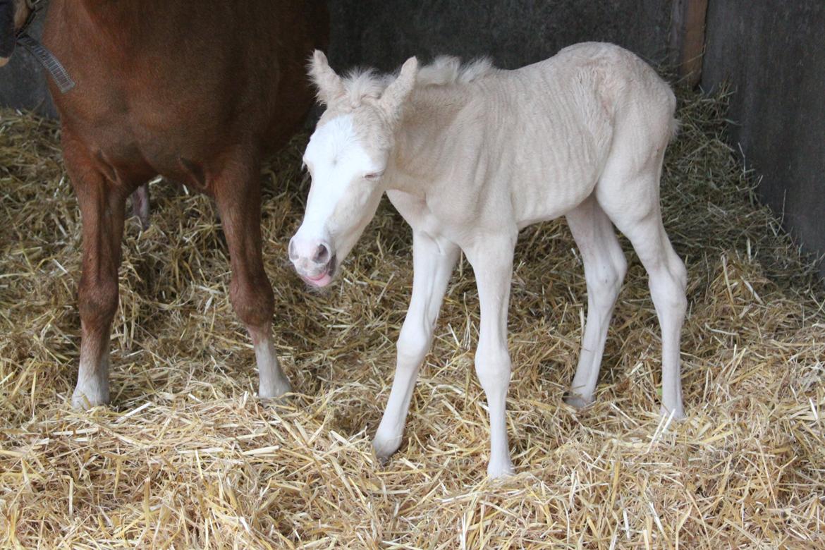 Welsh Partbred (Sec F) Agesergaards Golden Saga billede 8