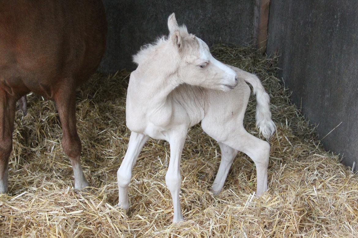 Welsh Partbred (Sec F) Agesergaards Golden Saga billede 9