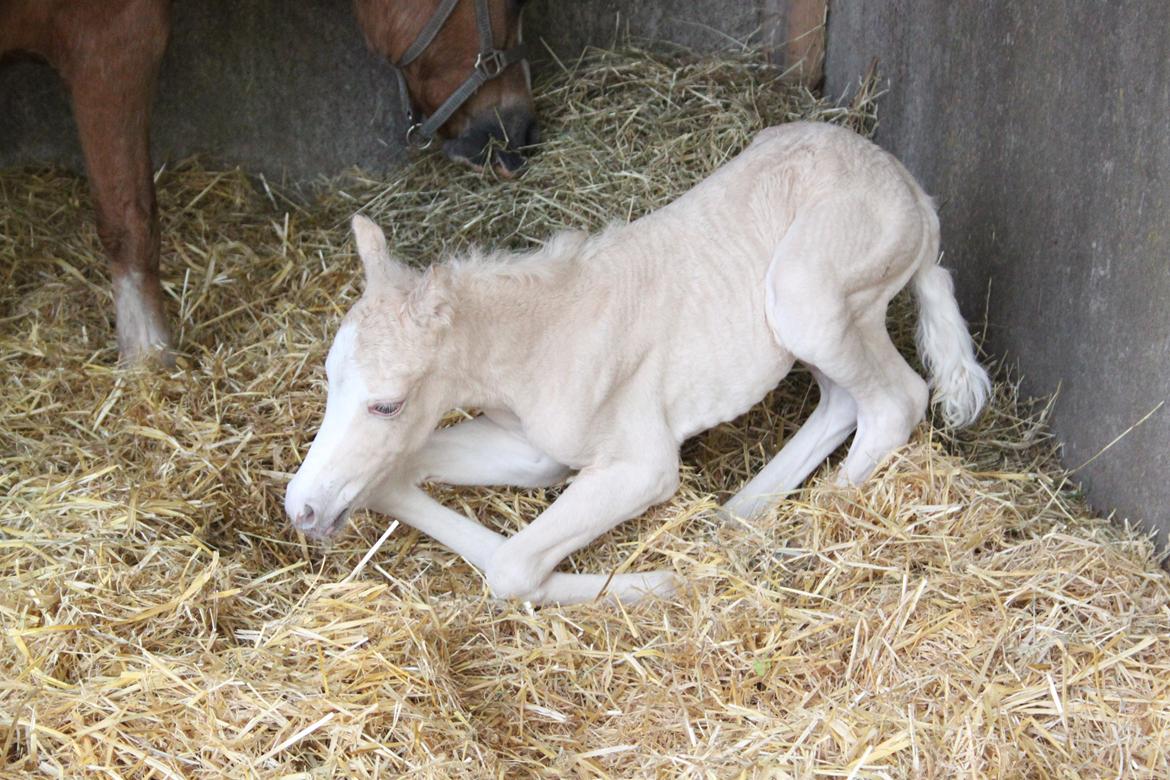 Welsh Partbred (Sec F) Agesergaards Golden Saga billede 10
