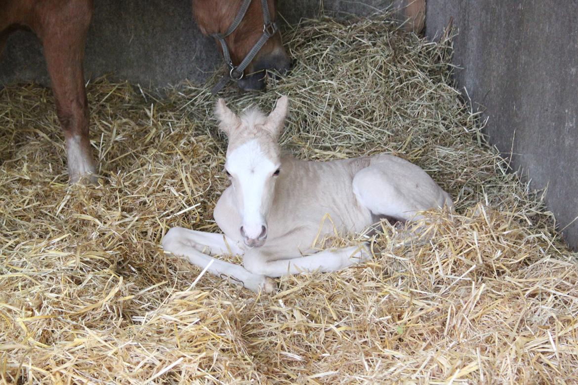 Welsh Partbred (Sec F) Agesergaards Golden Saga billede 11
