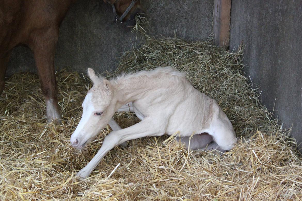 Welsh Partbred (Sec F) Agesergaards Golden Saga billede 12