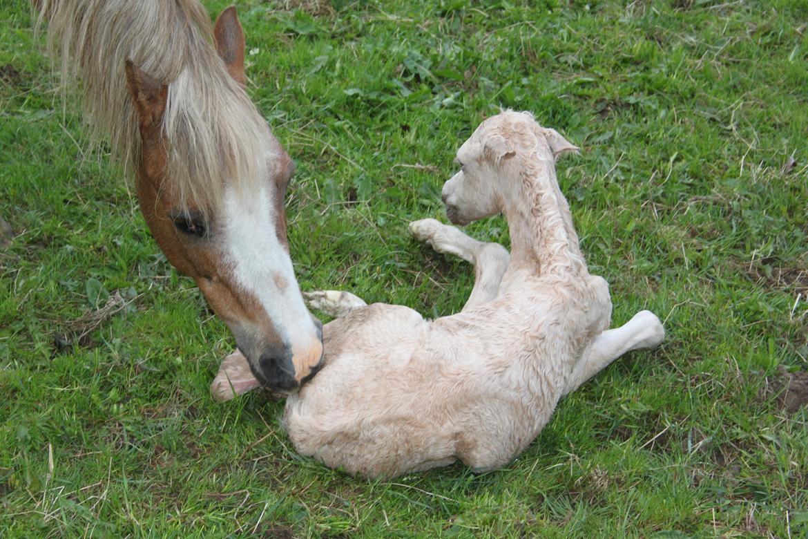 Welsh Partbred (Sec F) Agesergaards Golden Saga billede 13