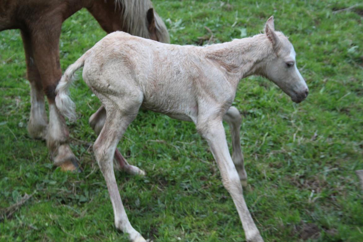 Welsh Partbred (Sec F) Agesergaards Golden Saga billede 14