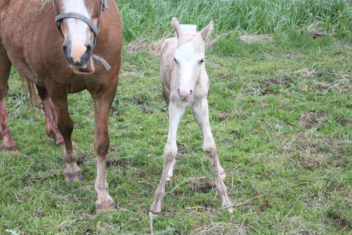 Welsh Partbred (Sec F) Agesergaards Golden Saga billede 15