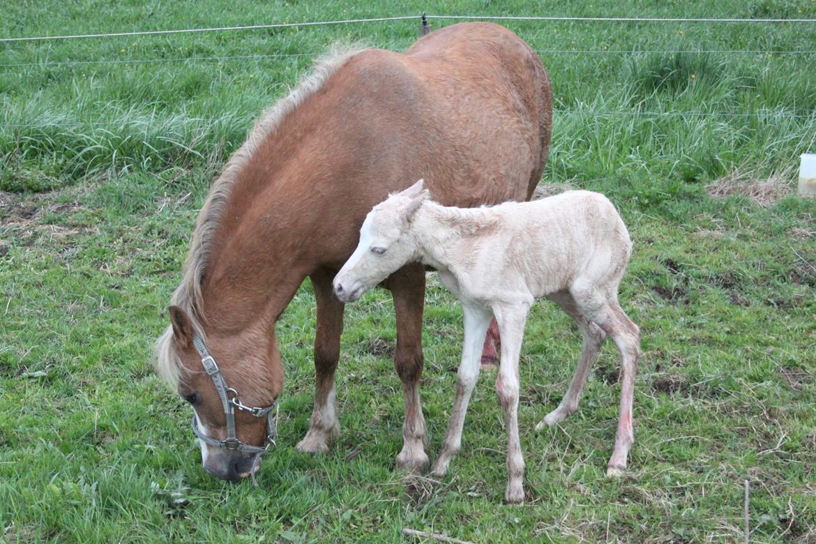 Welsh Partbred (Sec F) Agesergaards Golden Saga billede 16