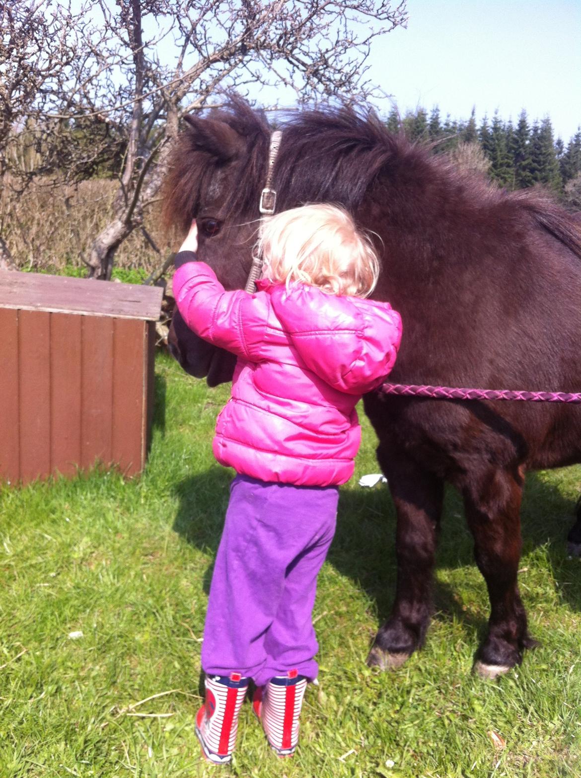 Shetlænder Julie - Der skal kysses og krammes. billede 4