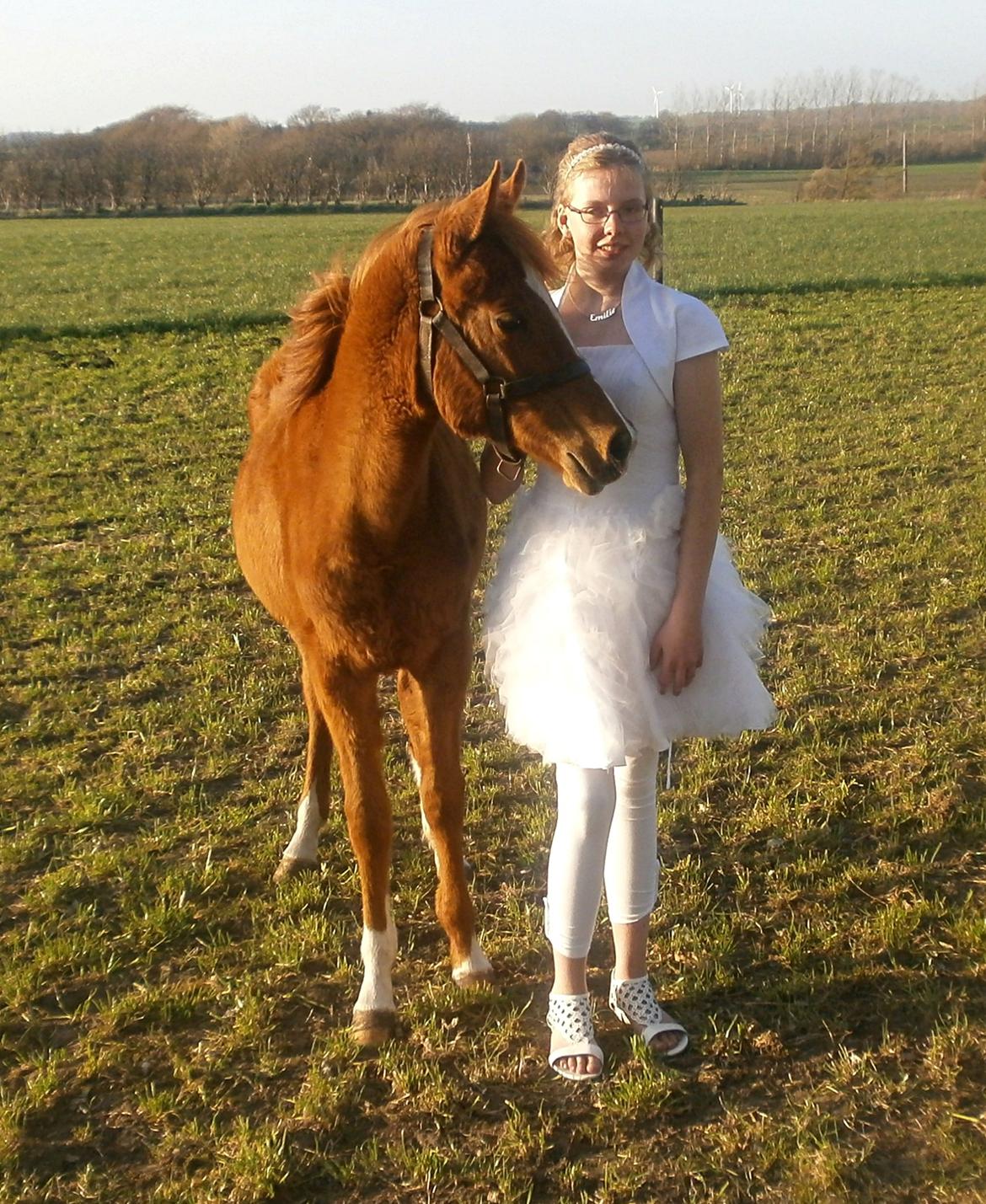 Arabisk fuldblod (OX) Stald Munkholm's Sheeba - Min konfirmation <3 <3 <3 5 maj 2013 billede 8