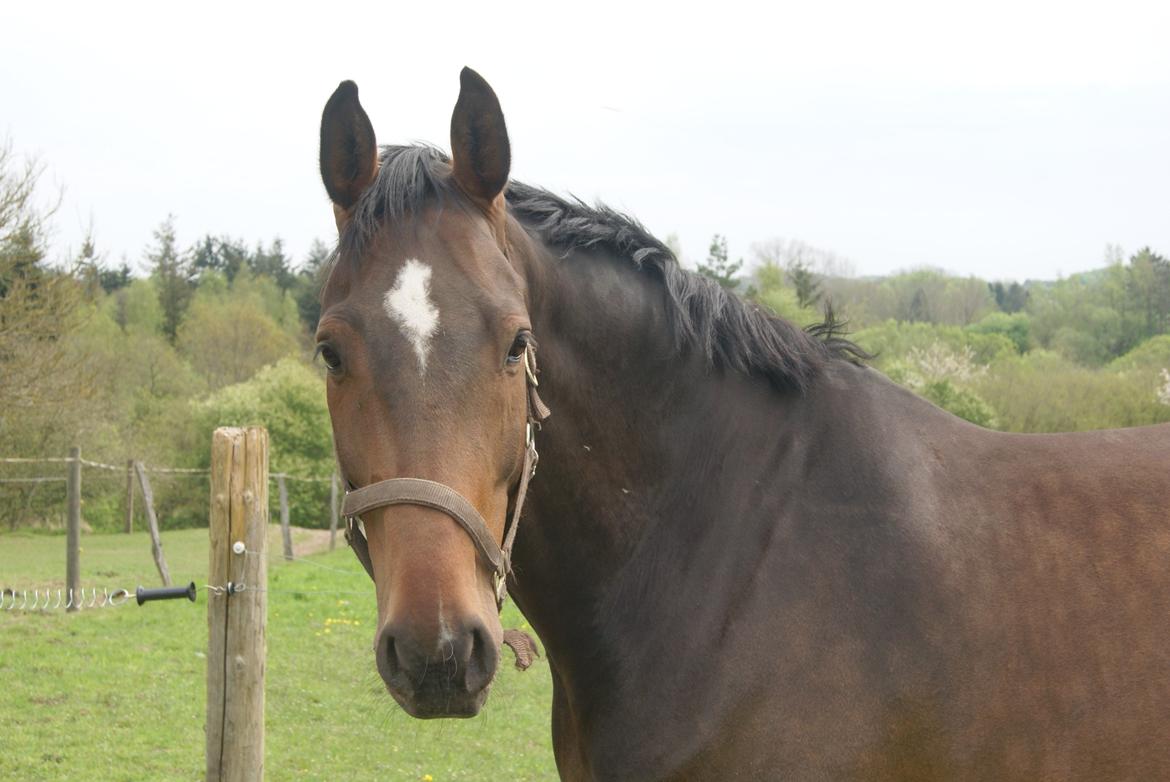 Dansk Varmblod Licrido af Tanderupholm billede 14