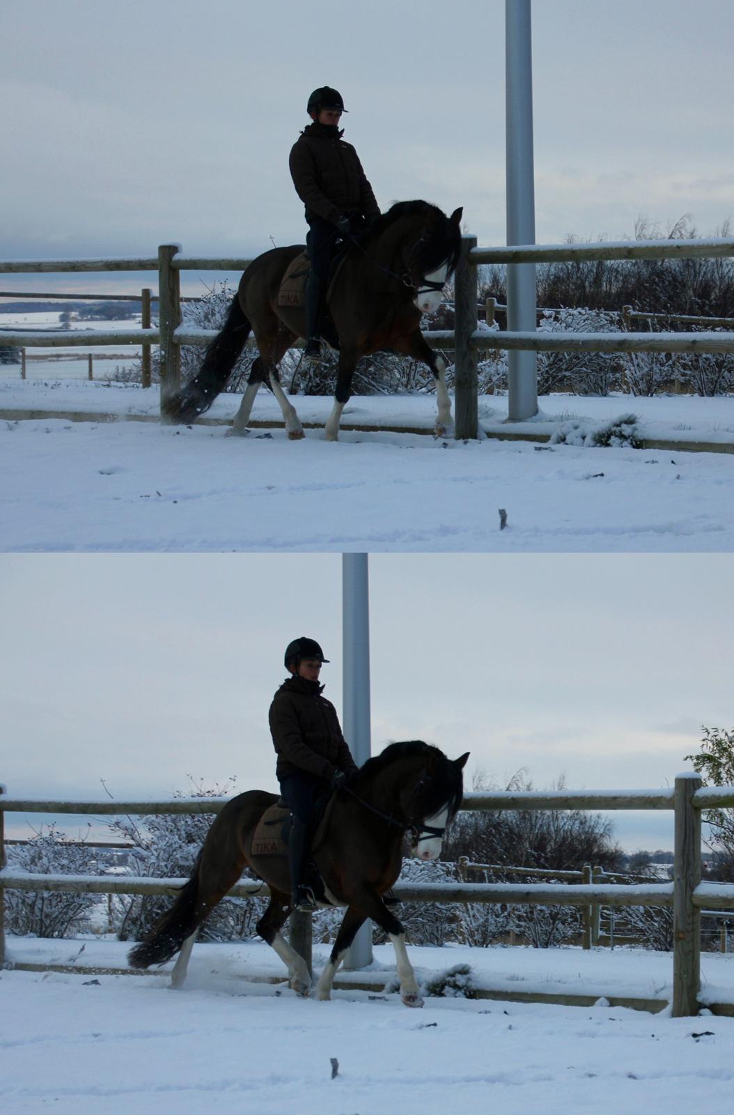 Welsh Pony af Cob-type (sec C) Thers Mickey Mouse - Fantastisk er traven ikke, men vi sørme fået gjort noget ved den!  billede 12