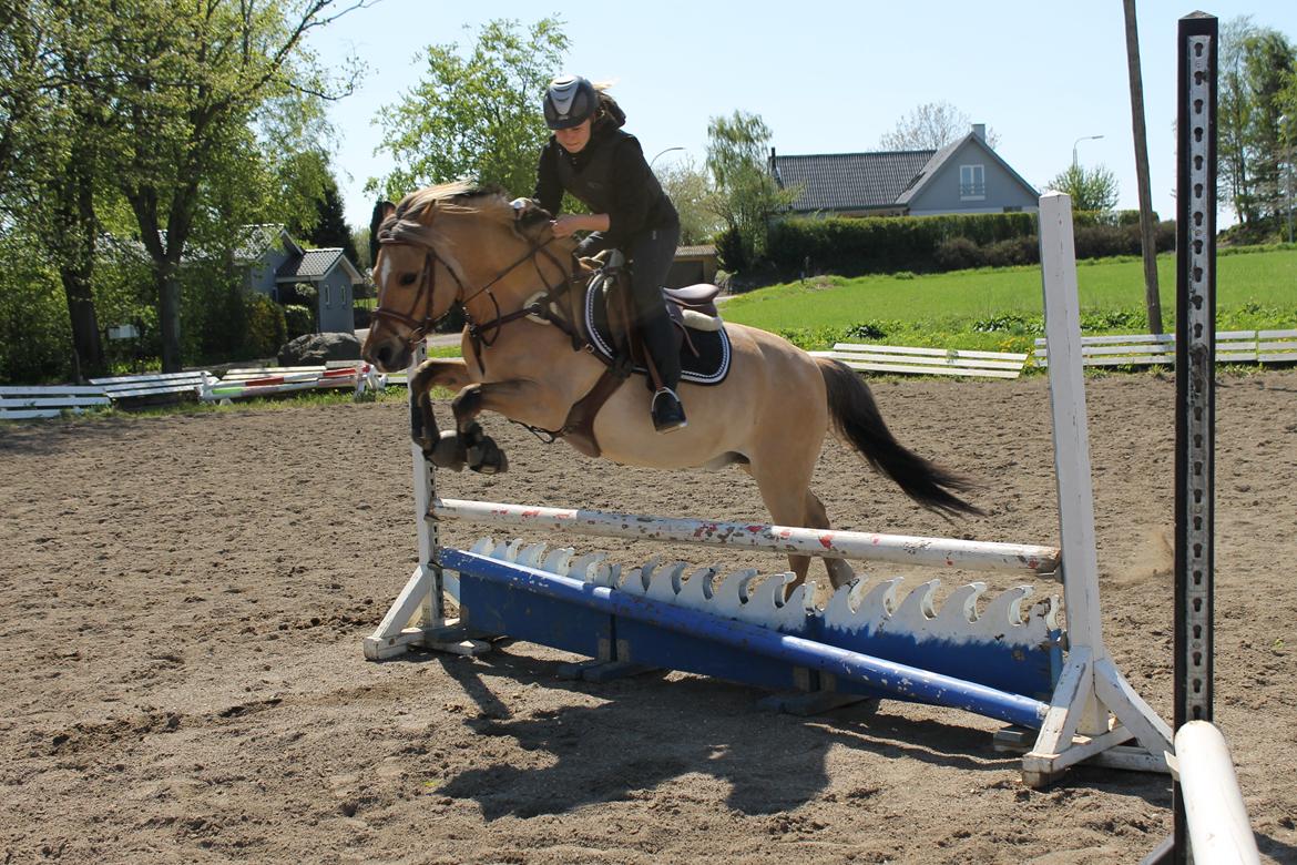 Anden særlig race Kontra billede 2