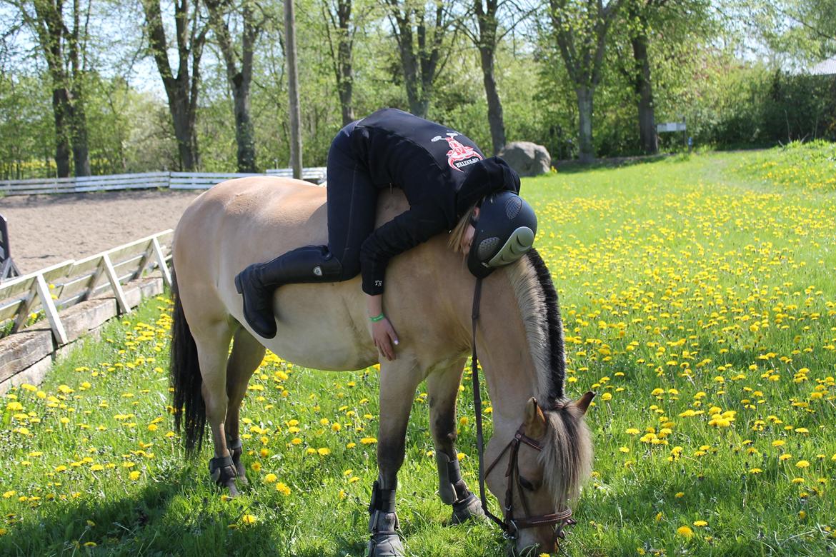 Anden særlig race Kontra billede 5