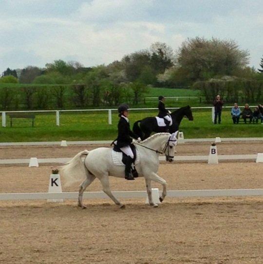 Anden særlig race Heri's Skywalker Conall - La4, slangerup-lynge rideklub
 billede 12