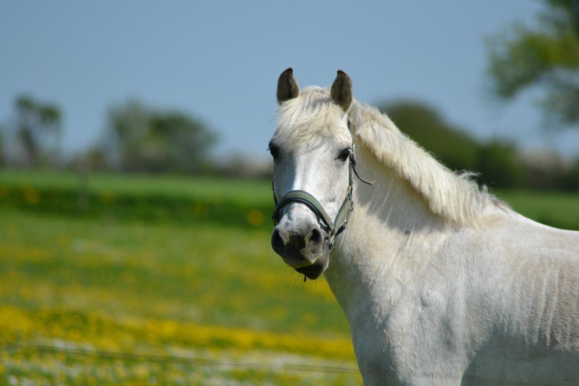 Anden særlig race Miss Dulle *Stjernepony* - Dulle er mit et og alt, du gør alt for jeg er tilfreds <3 billede 8