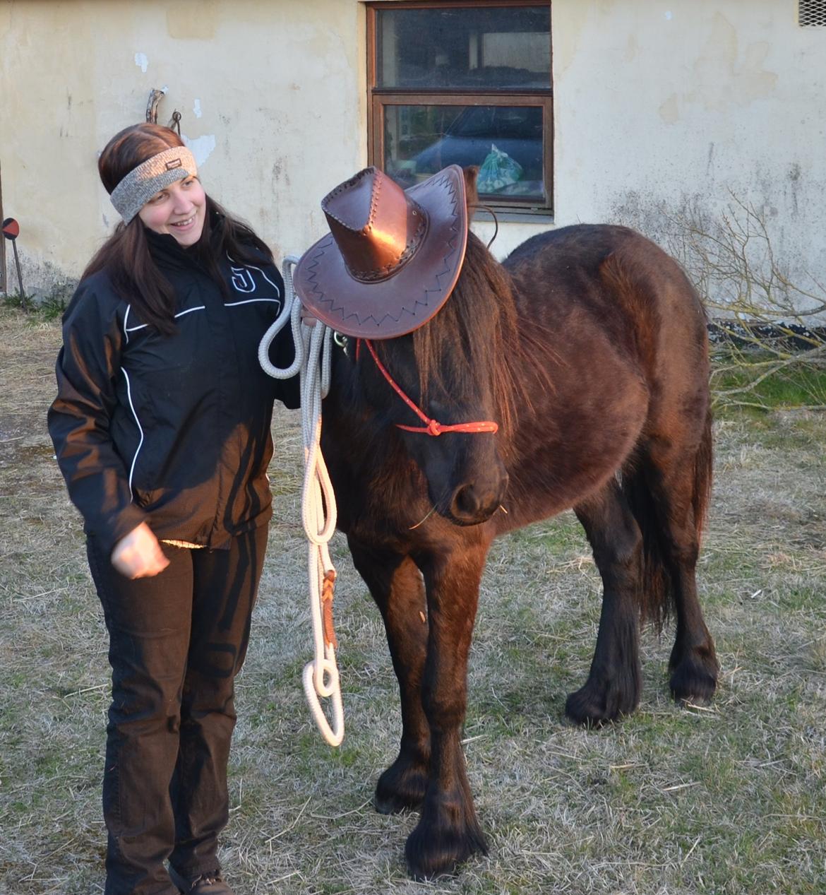 Fell pony Strandgaardens Black Jack - Jack skal nok blive en rigtig cowboyhest, når han bliver stor. ;-) Man skal finde sig i meget, når man er pony... *GG* billede 13