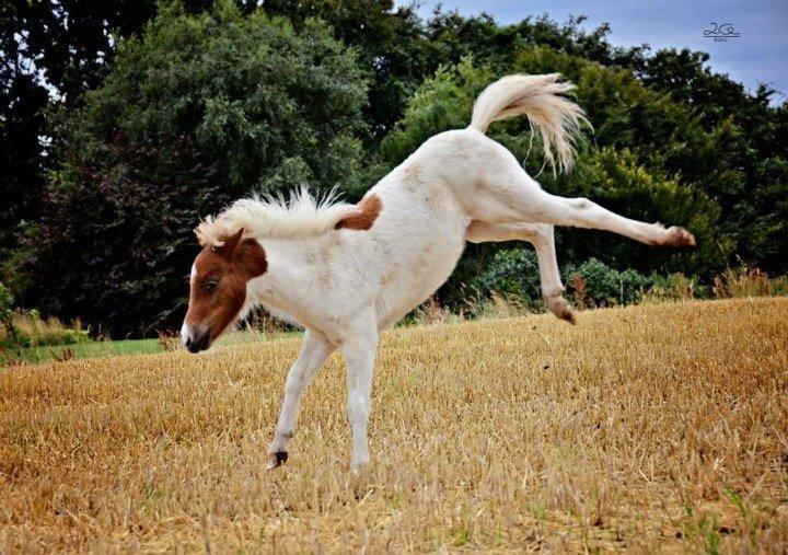 Shetlænder Lille kær billede 1