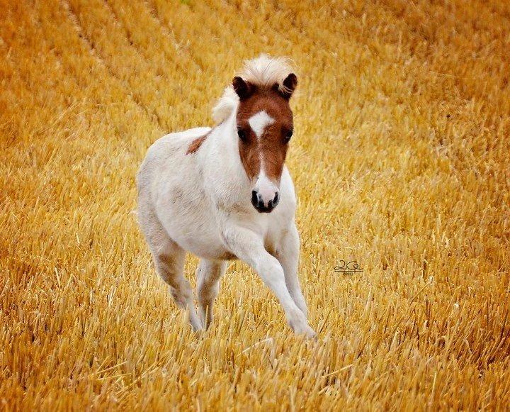 Shetlænder Lille kær billede 2