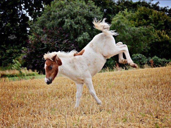 Shetlænder Lille kær billede 3