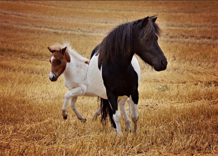 Shetlænder Lille kær billede 4