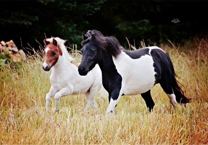 Shetlænder Lille kær billede 5