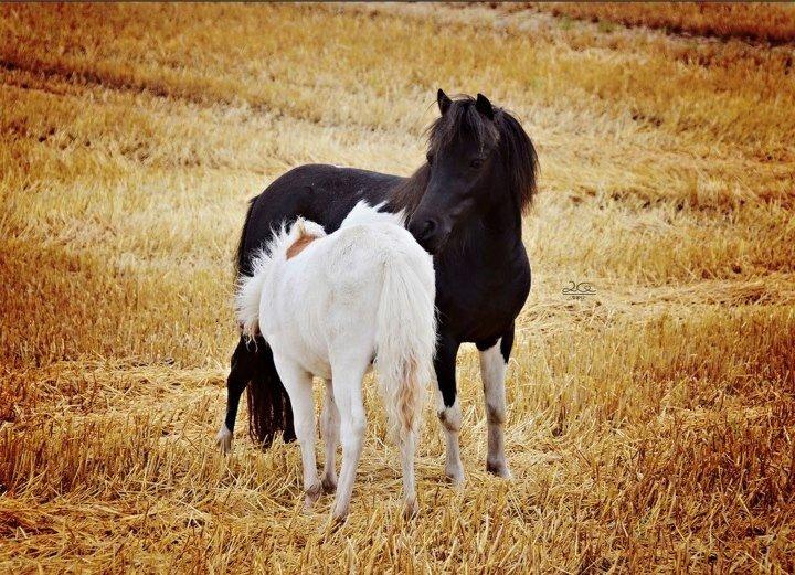 Shetlænder Lille kær billede 6