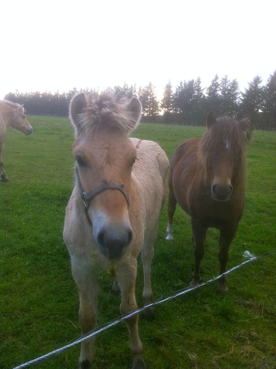 Fjordhest Mysan billede 11