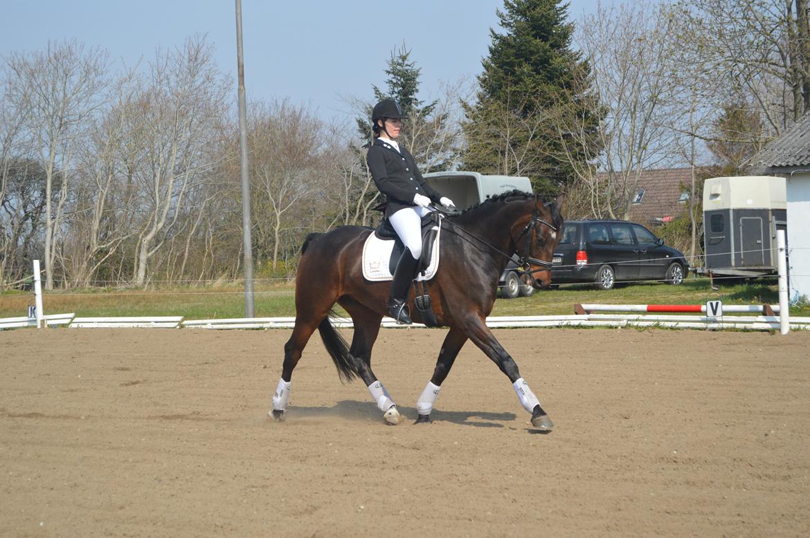 Dansk Varmblod Swing - Swing og mor rider Lb1 i JORK. billede 6