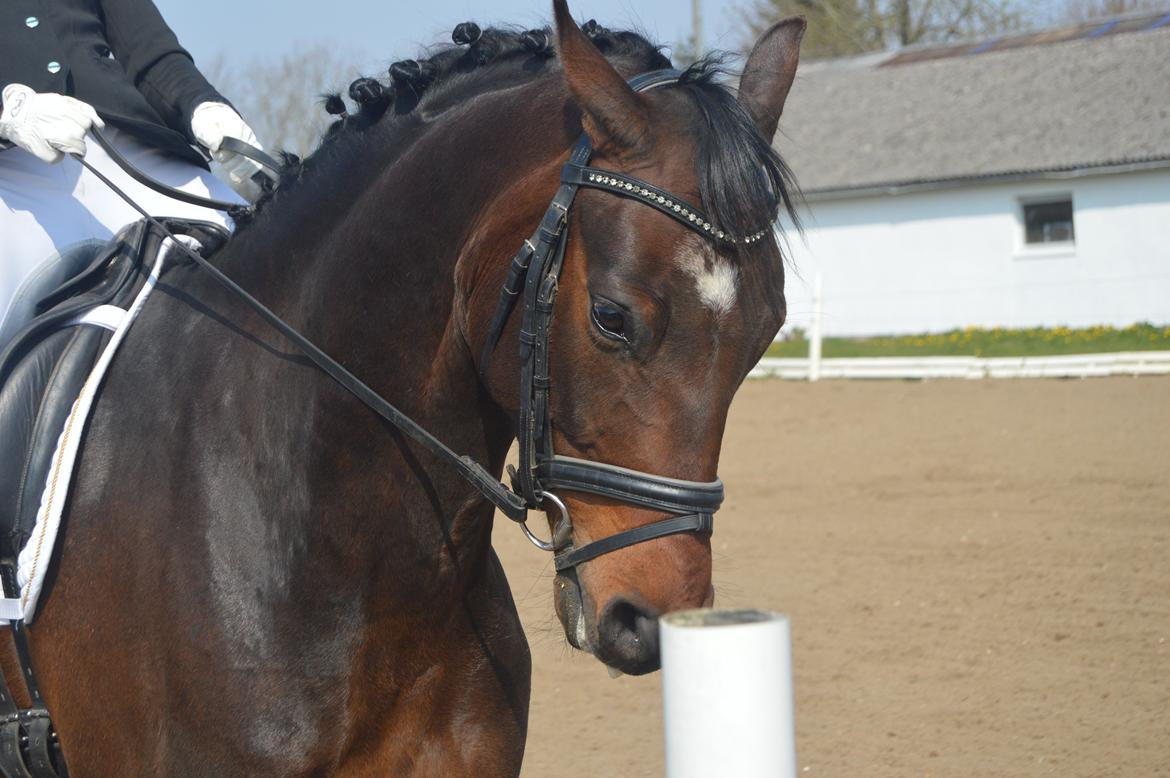 Dansk Varmblod Swing billede 2