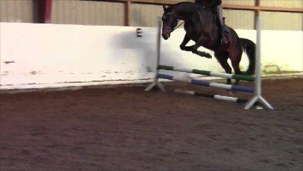 Dansk Varmblod Swing billede 13