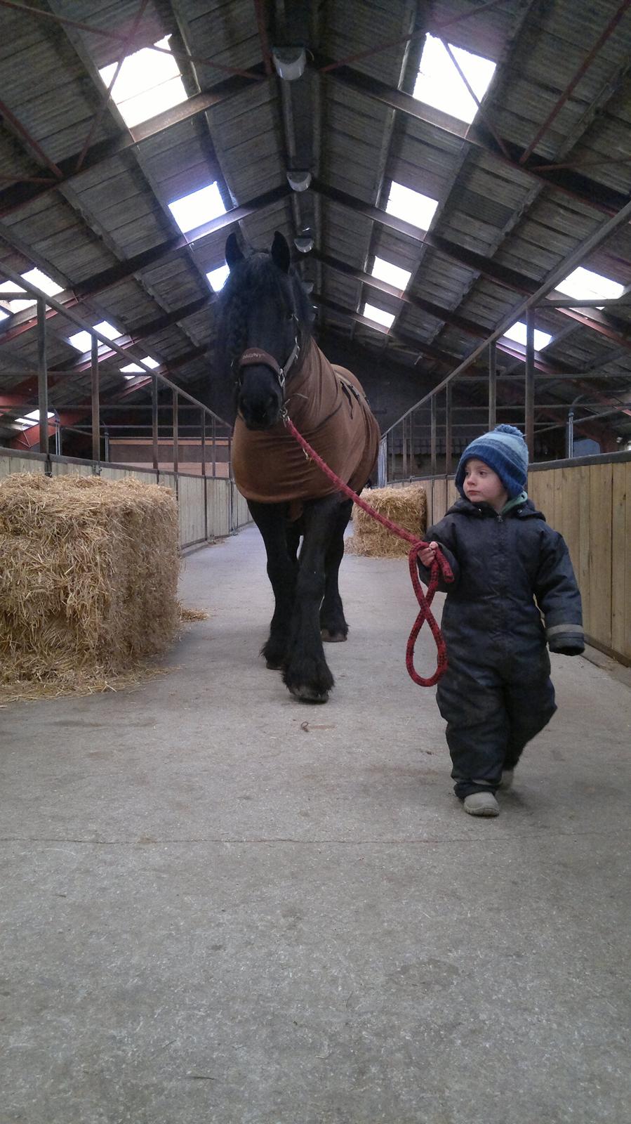 Frieser Abel [Himmelhest] billede 1