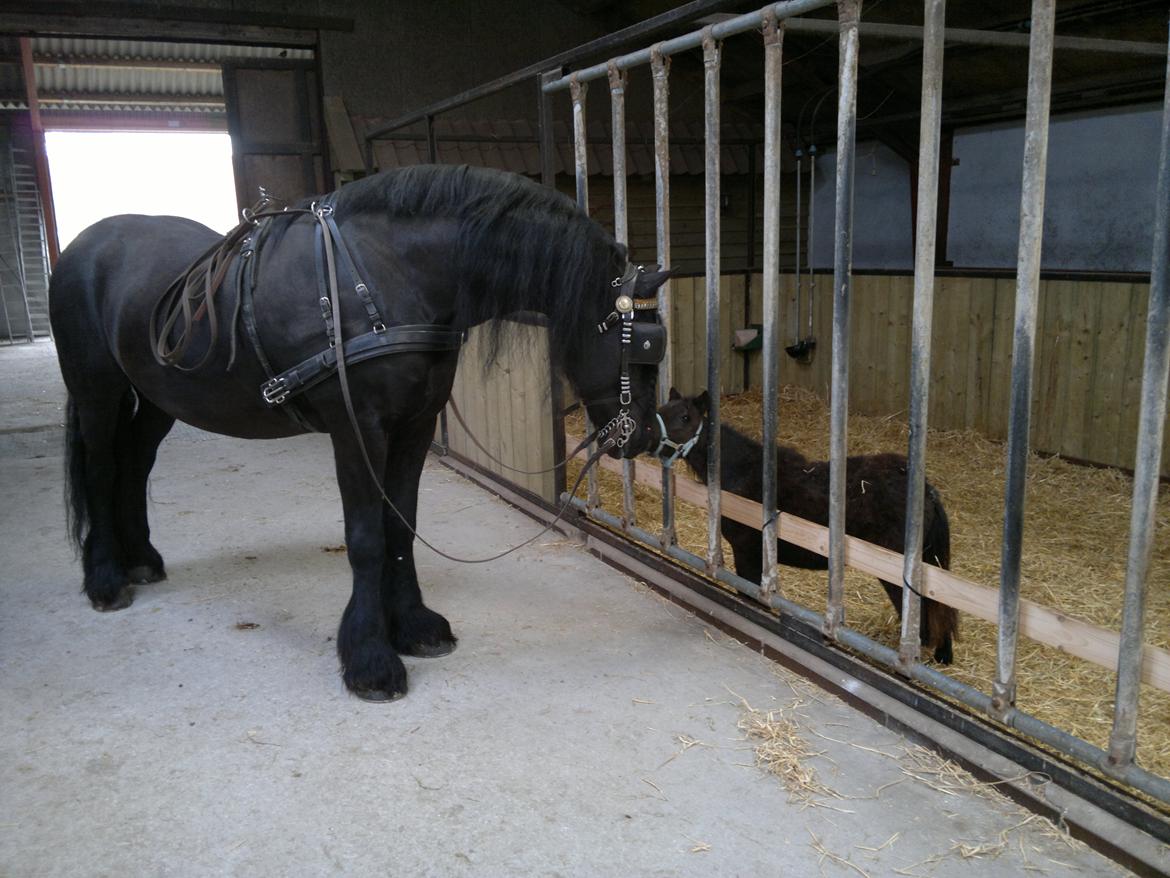 Frieser Abel [Himmelhest] billede 2