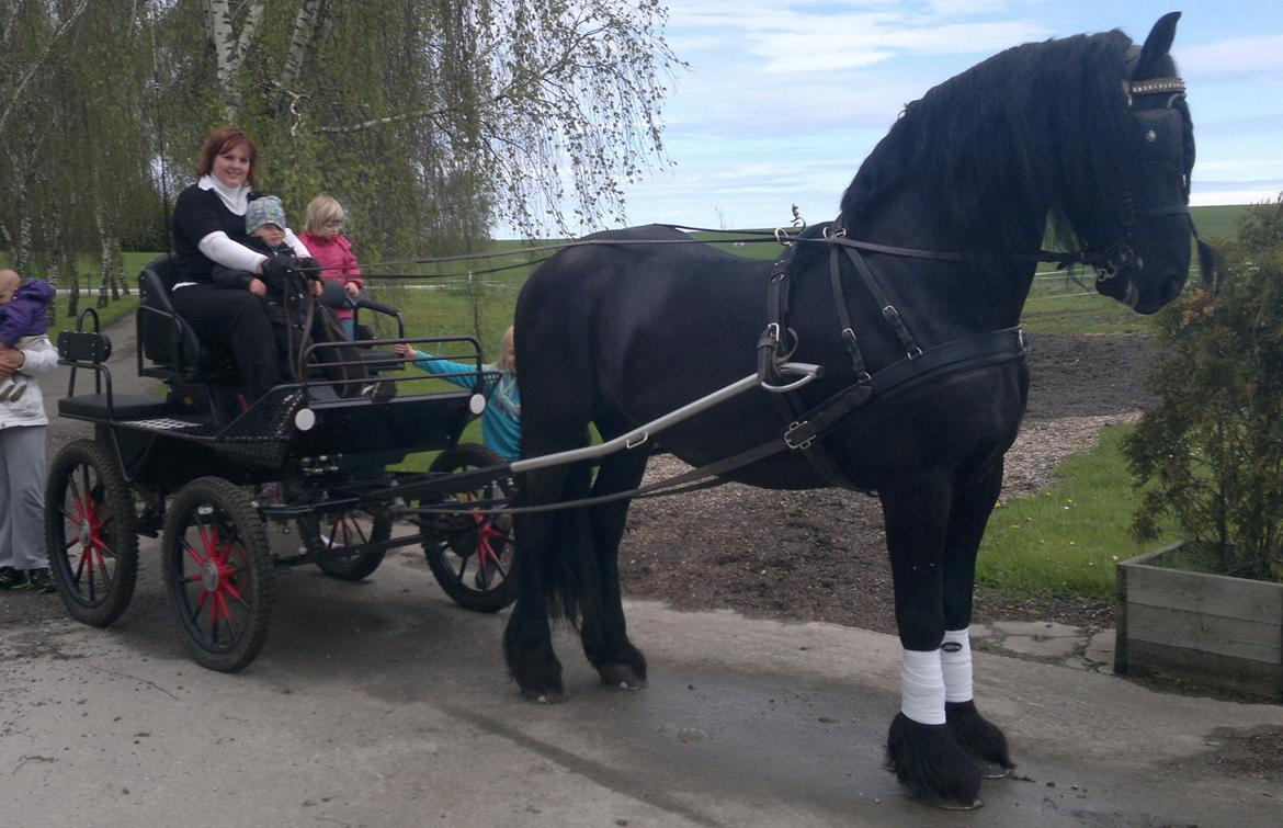 Frieser Abel [Himmelhest] billede 3