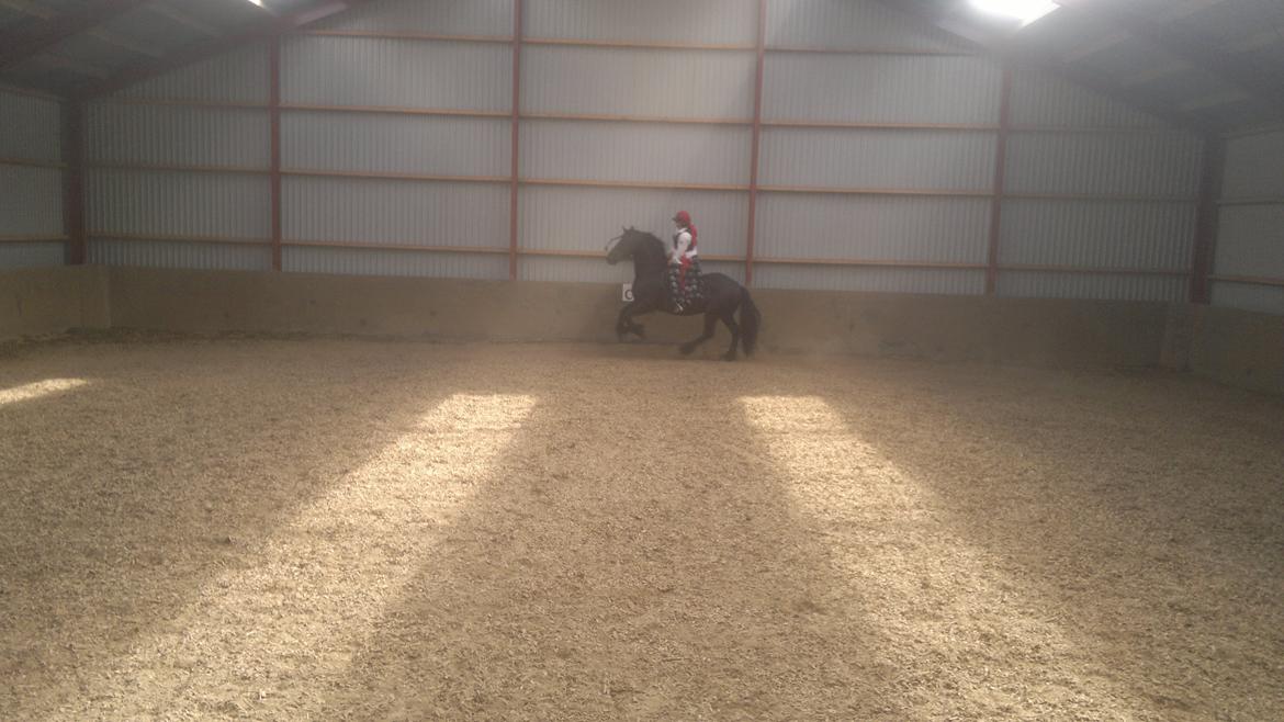 Frieser Abel [Himmelhest] billede 5