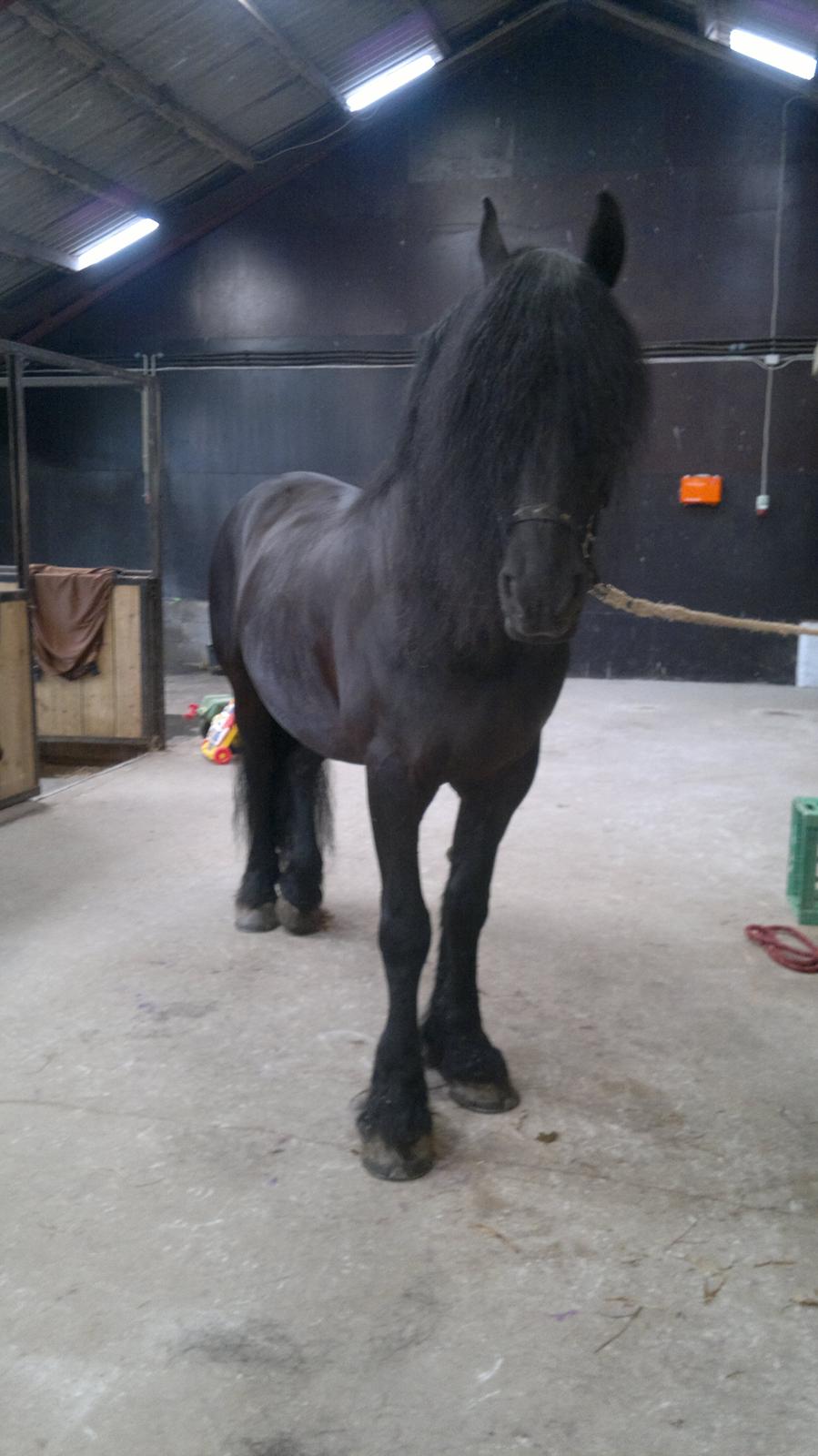 Frieser Abel [Himmelhest] billede 6