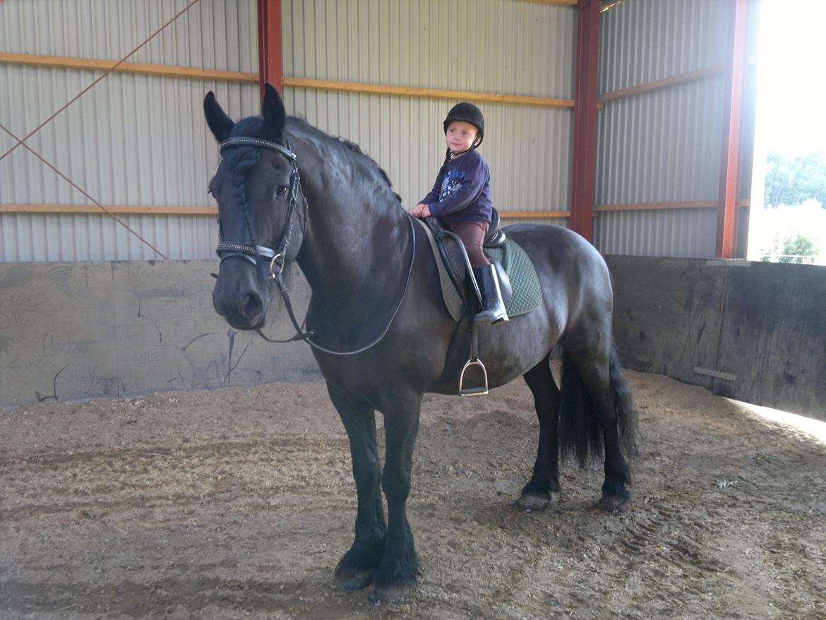 Frieser Abel [Himmelhest] billede 7