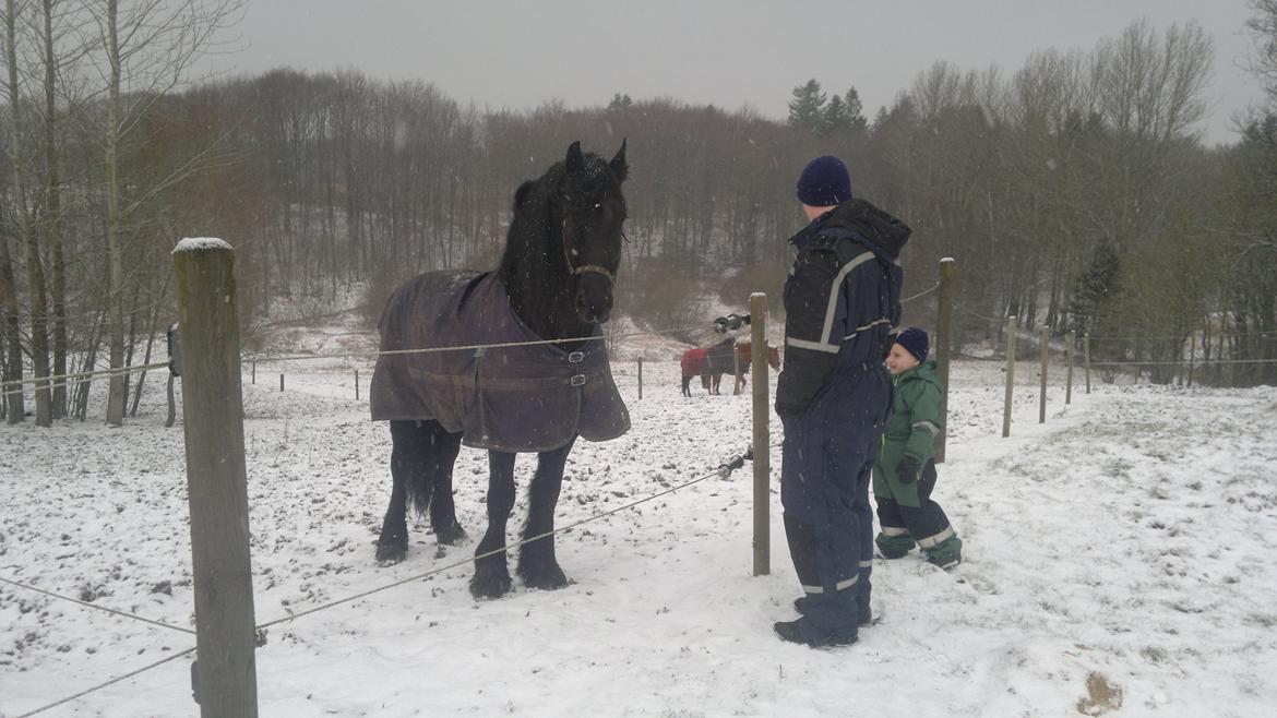 Frieser Abel [Himmelhest] billede 8