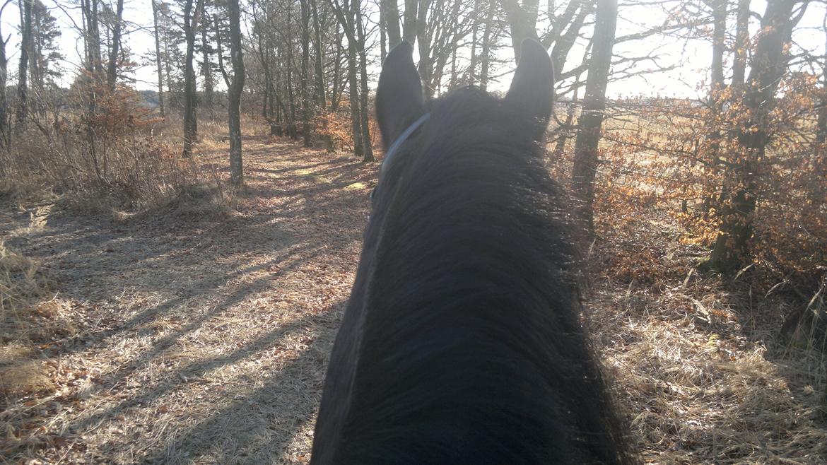 Frieser Abel [Himmelhest] billede 11