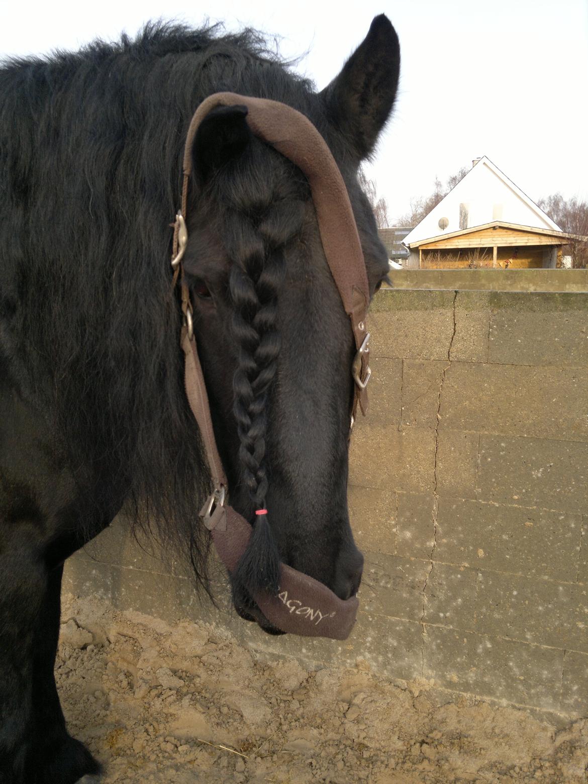 Frieser Abel [Himmelhest] billede 20