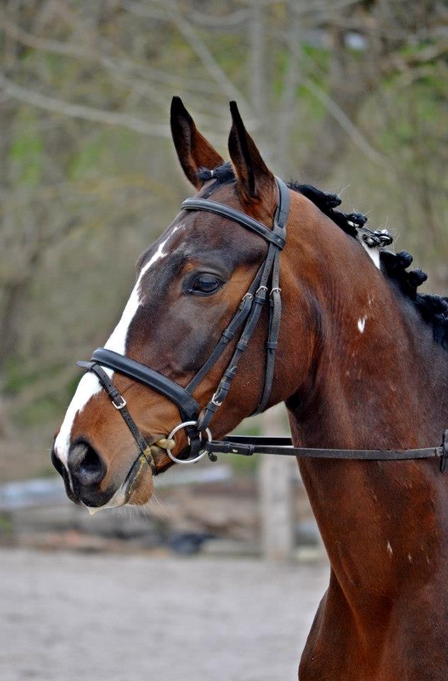 Pinto Kejser billede 14