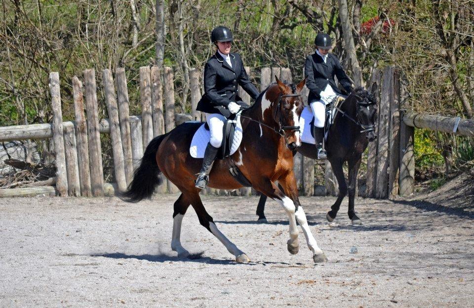 Pinto Kejser billede 17