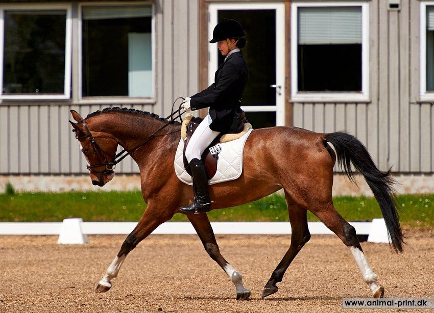 Trakehner Philippa - Foto: Animal-print billede 9