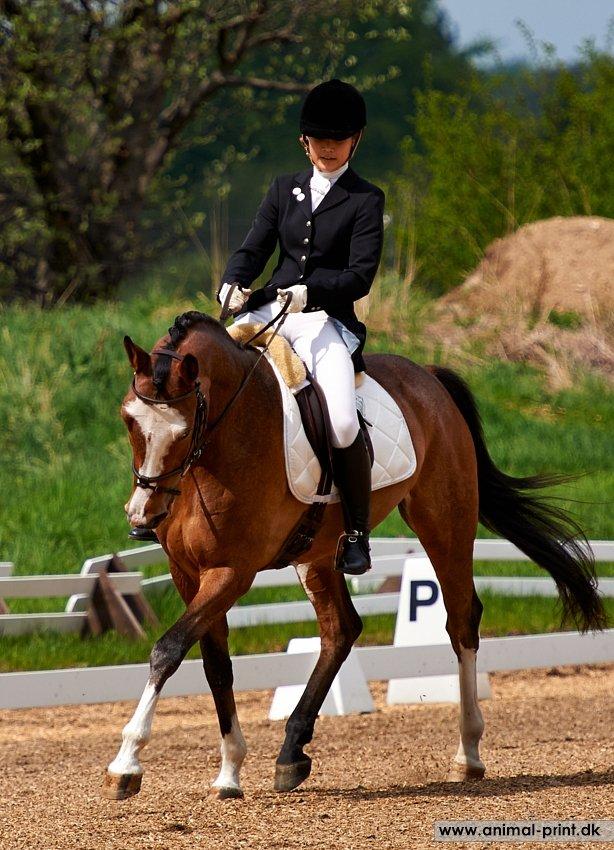 Trakehner Philippa - Foto: Animal-print billede 15