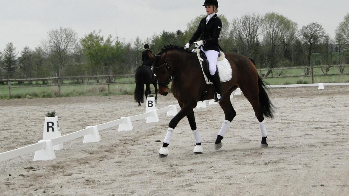 Dansk Varmblod Grevens Be Hot - Stævne SJS 11/5-13 billede 2