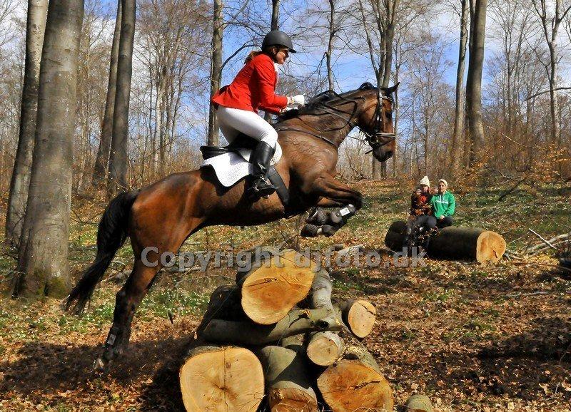 Fuldblod (XX) Pistoleiro billede 7